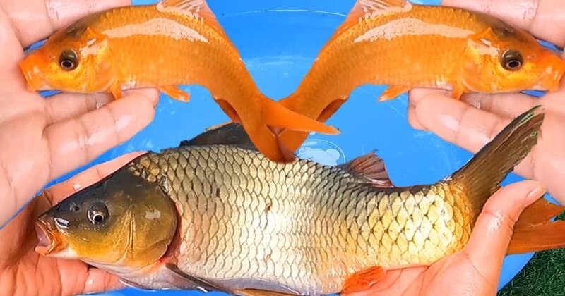 Nằm mơ thấy cá chép vàng tốt hay xấu, có phải là điềm báo may mắn không?