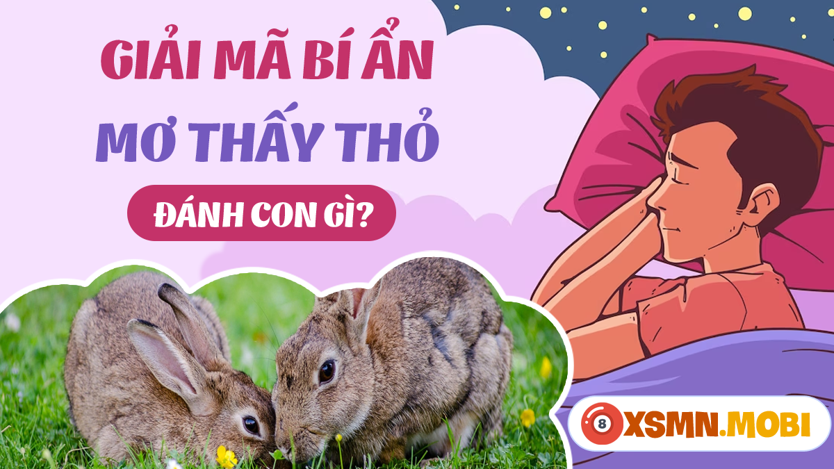 Nằm mơ thấy thỏ đánh số mấy trúng lớn? Tổng hợp các con số may mắn liên quan.