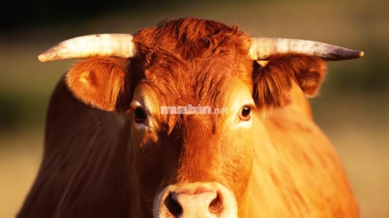 Nằm mơ thấy bò cạp là điềm lành hay dữ? Chuyên gia giải mộng bật mí sự thật.