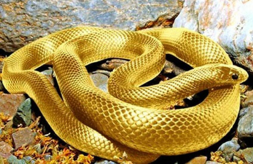 Tại sao lại nằm mơ thấy rắn bò vào nhà? Khám phá ý nghĩa ẩn sau giấc mơ.